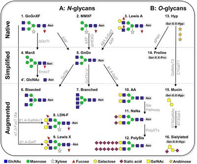 Advanced Plant-Based Glycan Engineering